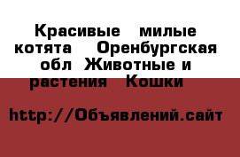 Красивые , милые котята  - Оренбургская обл. Животные и растения » Кошки   